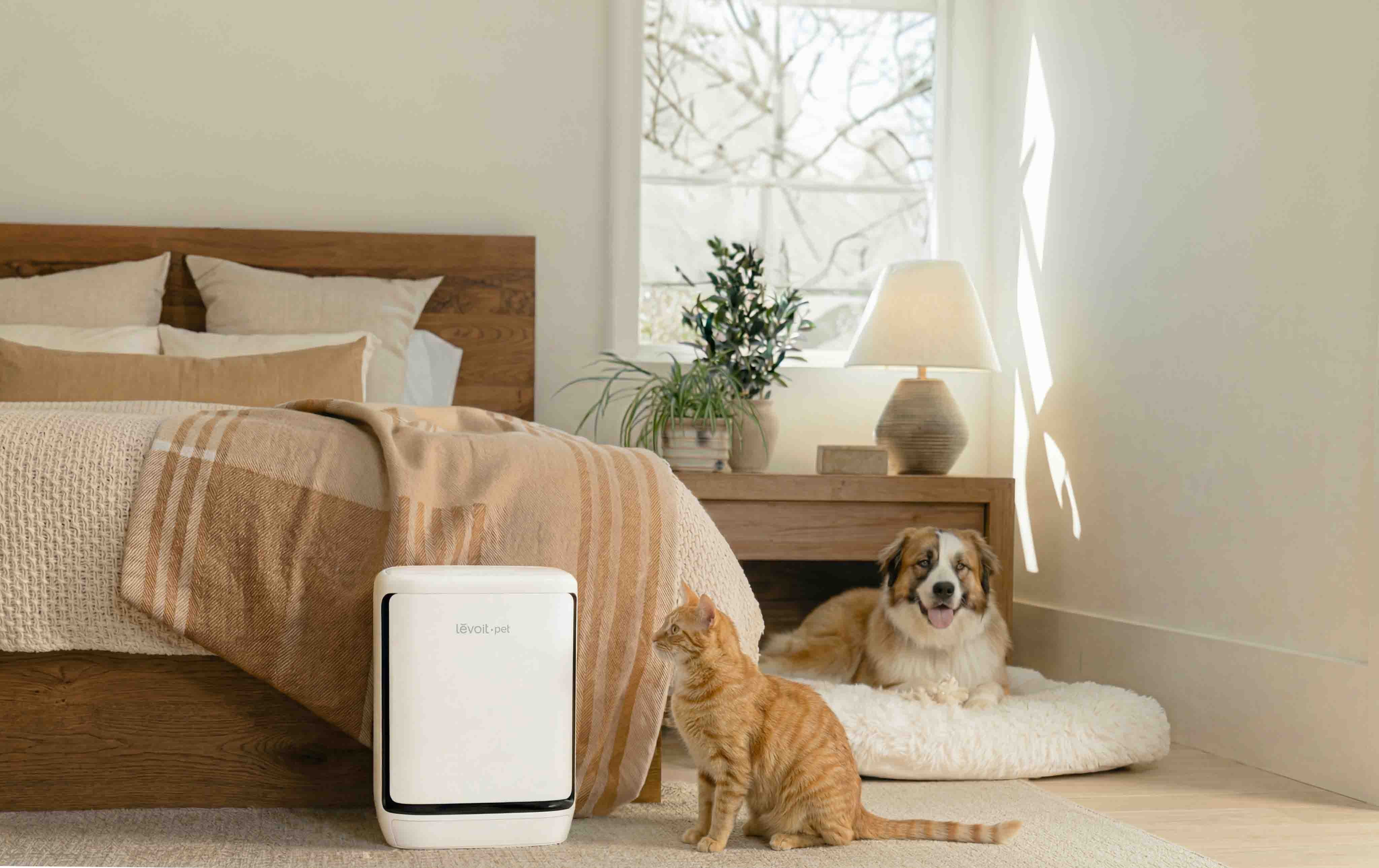 bedroom-cat-and-dog-1785979249.jpg