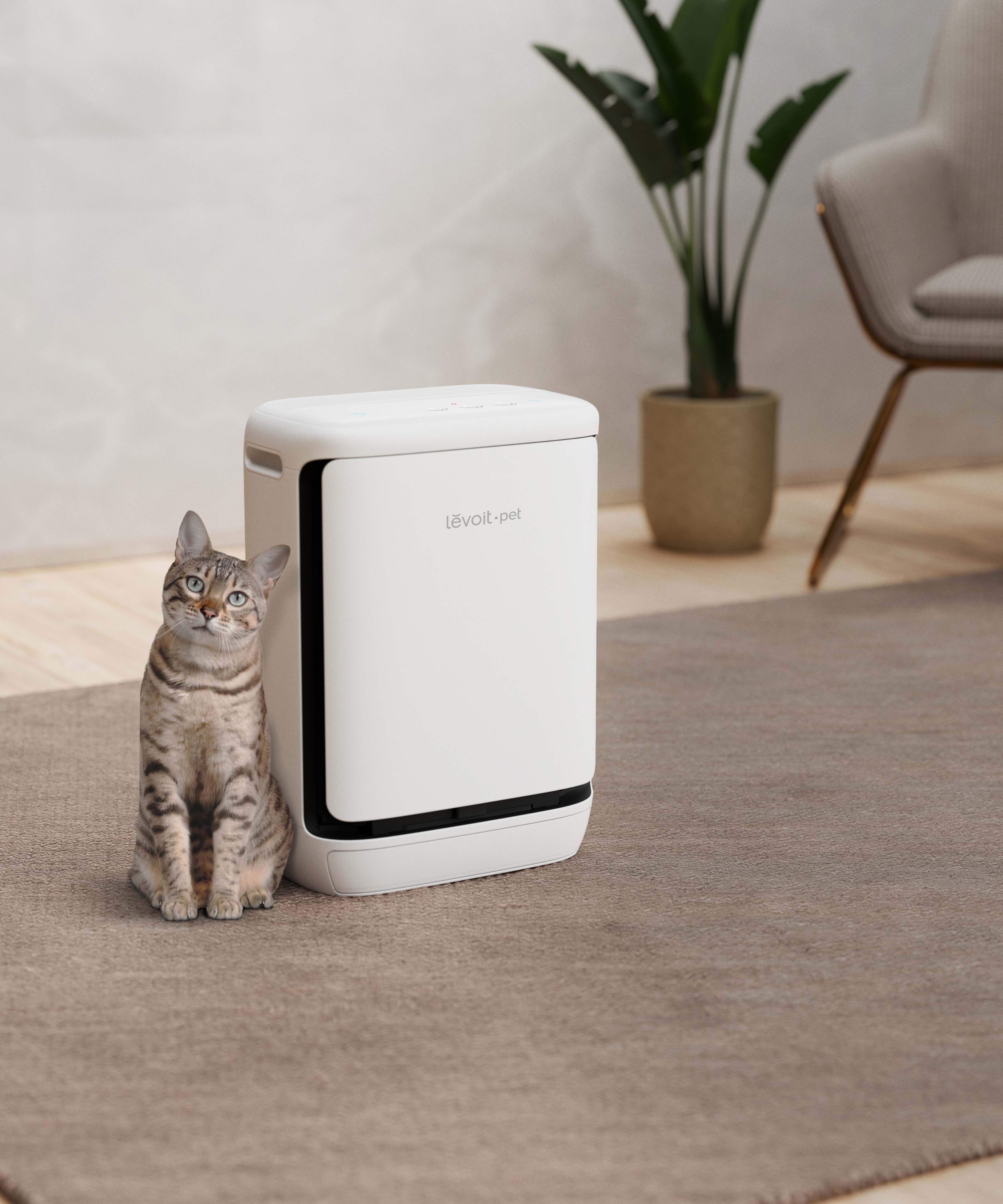 living-room-cat-and-purifier-1785979249.jpg