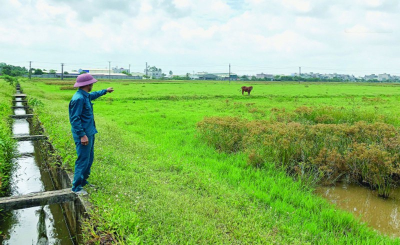 p/Cụm công nghiệp (CCN) Nguyên Xá, Thái Bình thành lập năm 2015 với diện tích gần 12ha đến nay vẫn chưa được triển khai gây lãng phí tài nguyên đất và bức xúc trong nhân dân.