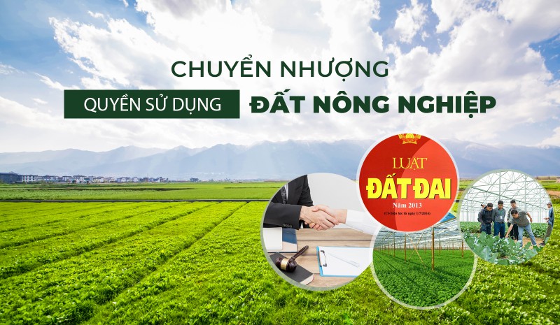 Gỡ khó cho thị trường chuyển nhượng quyền sử dụng đất nông nghiệp