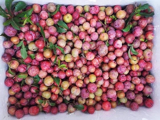 Mận đầu mùa 300.000 đồng/kg, chị em lên mạng canh mua từng cân - Ảnh 1.