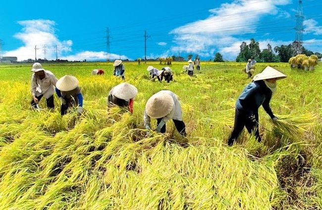 Đất nông nghiệp sử dụng cho mục đích chính là trồng trọt, chăn nuôi