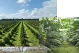 Đầu tư Quốc tế HAGL bị xử phạt: Nghịch lý đòn bẩy và áp lực thanh khoản