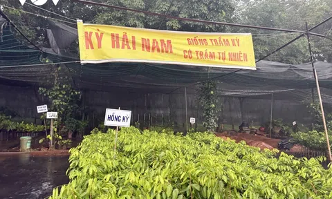 Cục Lâm nghiệp và Kiểm lâm ra cảnh báo về cây ngoại lai “Kỳ Hải Nam”