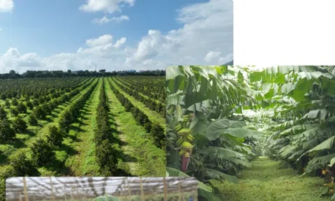 Đầu tư Quốc tế HAGL bị xử phạt: Nghịch lý đòn bẩy và áp lực thanh khoản