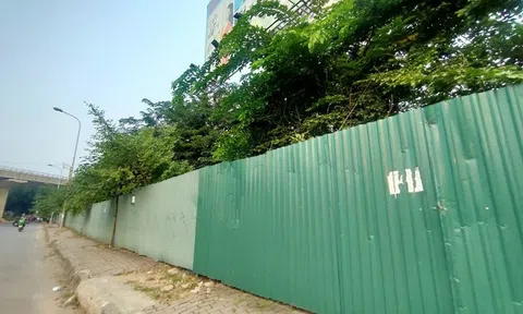 “Đất vàng” Constrexim Complex “đắp chiếu”, cỏ mọc hoang hóa