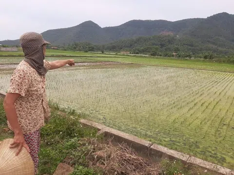Thanh Hoá: Thiếu hụt đất canh tác sau dồn điền đổi thửa, công dân đề nghị chính quyền huyện Hoằng Hoá làm rõ