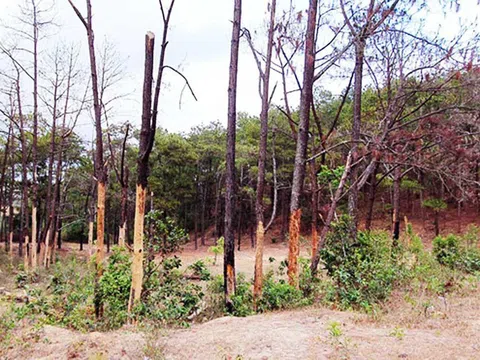 'Siêu' dự án nghỉ dưỡng Đại Ninh làm mất 257 ha rừng, vướng bồi thường