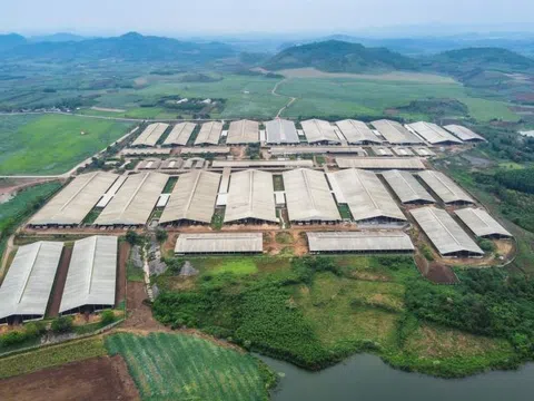 Phú Yên: Quyết định xử phạt Trang trại bò sữa của Tập đoàn TH không có thời hạn khắc phục?