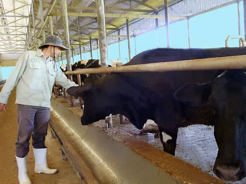 Lâm Đồng: Công ty bò Kobe Việt Nam vi phạm về môi trường, 4 năm qua không chịu khắc phục