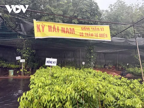Cục Lâm nghiệp và Kiểm lâm ra cảnh báo về cây ngoại lai “Kỳ Hải Nam”