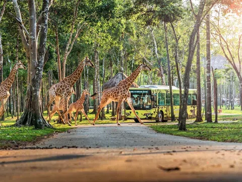 10 năm Vinpearl Safari Phú Quốc: Dấu ấn tiên phong của safari bán hoang dã đầu tiên tại Việt Nam.