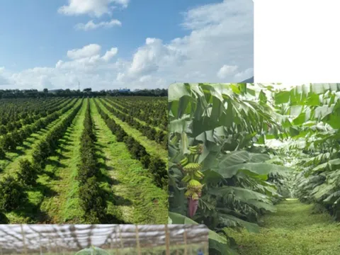 Đầu tư Quốc tế HAGL bị xử phạt: Nghịch lý đòn bẩy và áp lực thanh khoản