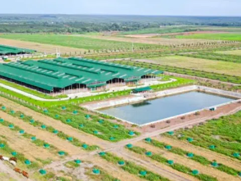 Thaco Agri bị xử lý vi phạm chứng khoán