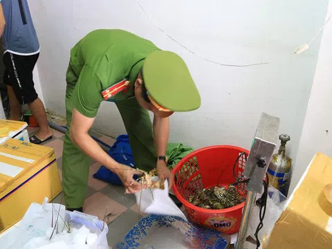 Tôm hùm giá rẻ bơm tạp chất tăng trọng bị phát hiện tại Đà Nẵng