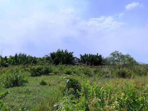 156ha đất công nông trường dừa: Quá thời hạn vẫn chưa bị xử lý?