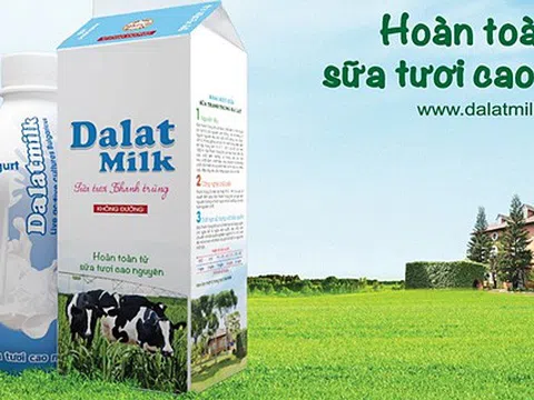 ‘Công ty con’ của TH true Milk mua sữa nguyên liệu dưới chuẩn?