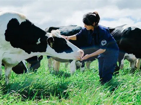 Công ty sữa bò lớn nhất Mỹ phá sản và bài toán tăng trưởng của Vinamilk
