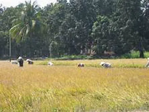 San lấp trái phép ruộng lúa của dân, bất động sản Gia An bị phạt 300 triệu đồng