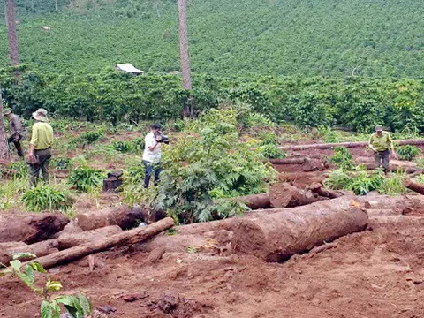 Chuyển đổi đất rừng trái phép, Công ty An Phú Nông bị phạt 251 triệu đồng