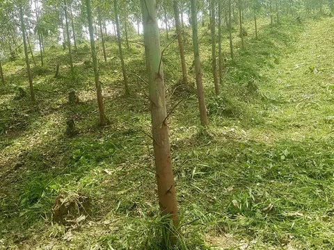 Bắc Giang: Cần làm rõ việc tranh chấp đất rừng giữa Lâm trường Đồng Sơn và hơn 50 hộ dân tại Yên Thế