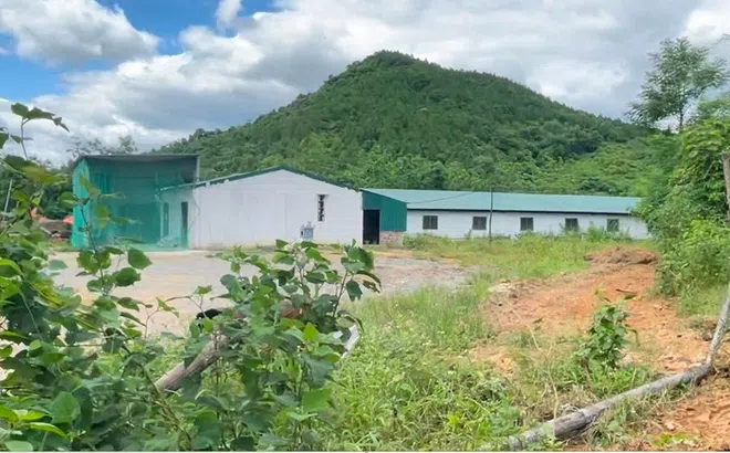 Quảng Bình: Trang trại heo hàng nghìn mét vuông xây dựng trái phép