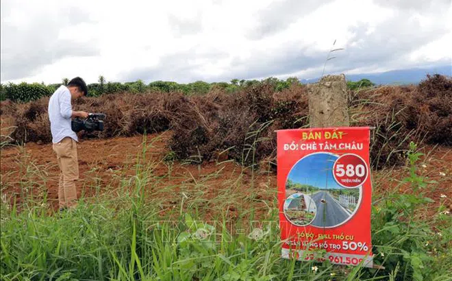 Nhiều đồi chè, cà phê tại B’Lao bị 'xẻ thịt', phân lô bán nền