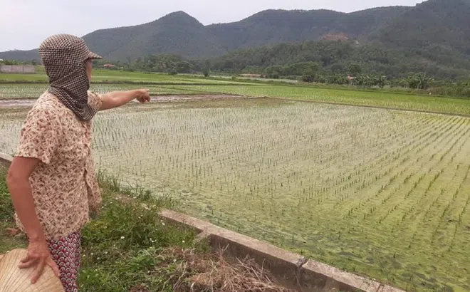 Thanh Hoá: Thiếu hụt đất canh tác sau dồn điền đổi thửa, công dân đề nghị chính quyền huyện Hoằng Hoá làm rõ