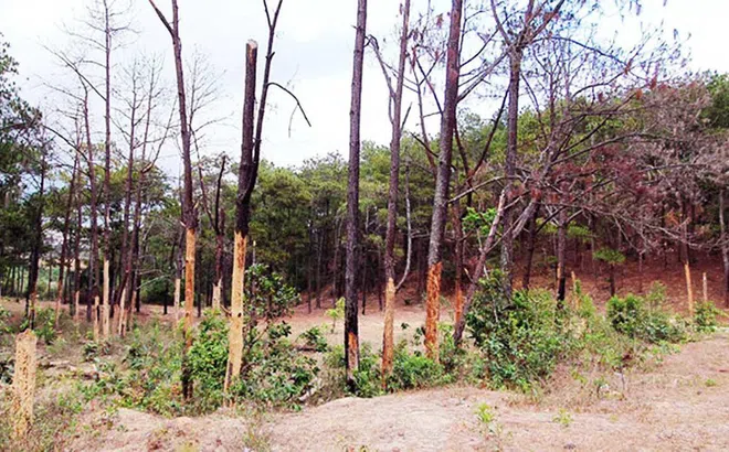 'Siêu' dự án nghỉ dưỡng Đại Ninh làm mất 257 ha rừng, vướng bồi thường