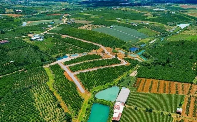 Khám nghiệm hiện trường vụ phân lô, bán nền trá hình ở TP Bảo Lộc
