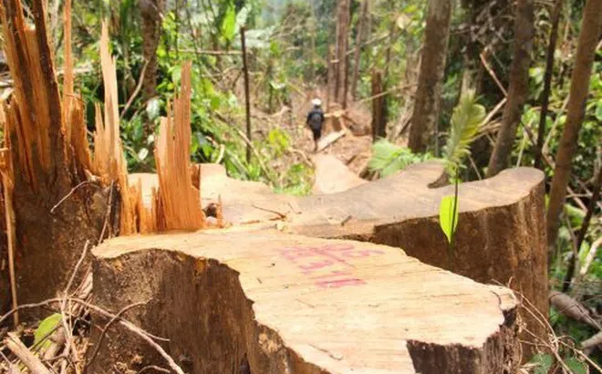 Để mất trắng hàng trăm ha rừng, Công ty Hoàng Ba bị thu hồi dự án