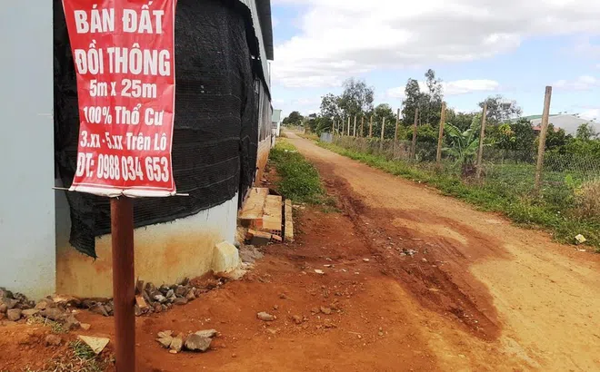 'Cò đất' đua nhau thổi giá, phân lô bán nền đồi thông đẹp nhất Gia Lai