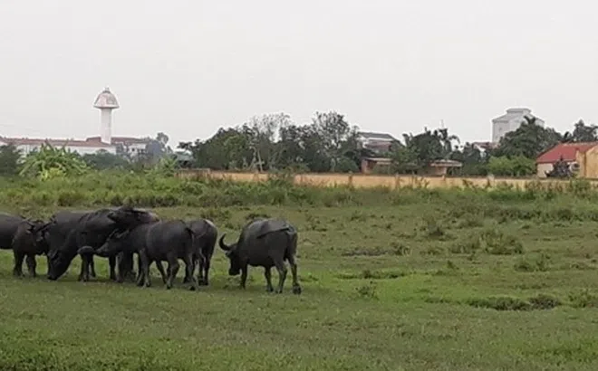 Hải Dương công khai 3 doanh nghiệp ôm đất rồi 'lặn mất tăm'
