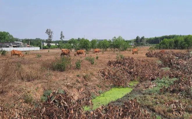 Thông tin bất ngờ vụ Thời Đại Land bị tố lừa đảo tại dự án KDC Bàu Cạn