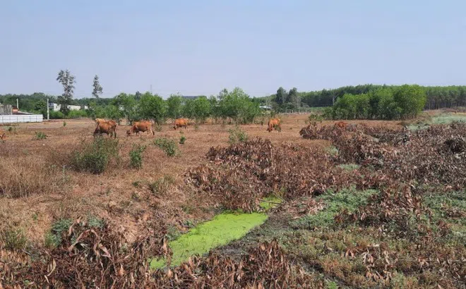 Thời Đại Land không trả tiền nhưng yêu cầu khách hàng ký thanh lý hợp đồng?