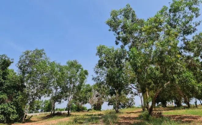 Góc nhìn tại Dự án King Sea Phan Thiết và một số khuyến nghị