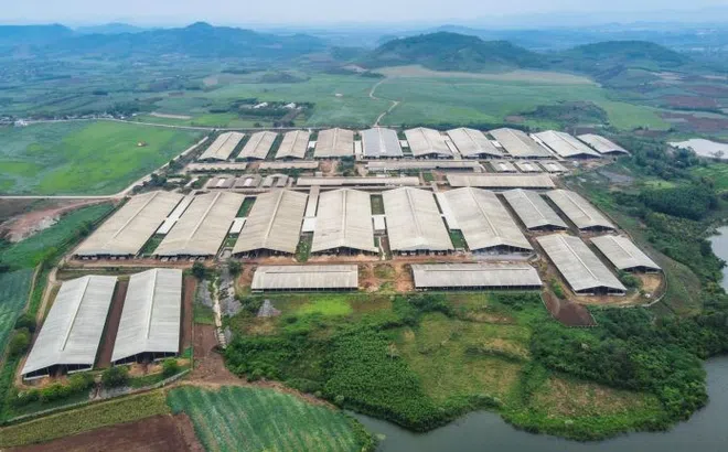 Phú Yên: Quyết định xử phạt Trang trại bò sữa của Tập đoàn TH không có thời hạn khắc phục?
