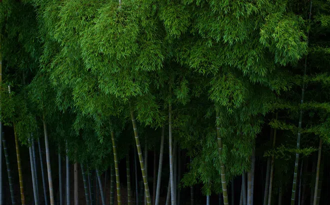 Xiaomi công bố chiến lược giảm phát thải ròng khí nhà kính toàn cầu bằng 0 (net zero)