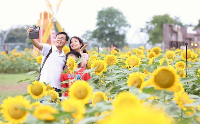 Khai mạc lễ hội hoa hướng dương với chuỗi sự kiện lớn nhất trong năm tại Van Phuc City