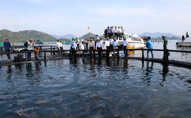Khánh Hòa triển khai đề án thí điểm nuôi biển công nghệ cao