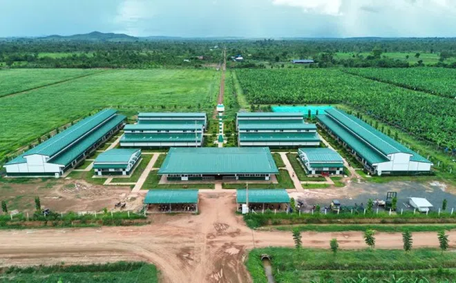 Thaco Agri: Lãi thấp, nợ cao, tổng tài sản vẫn áp đảo với hơn 67.000 tỷ đồng