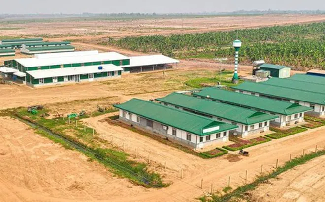 HAGL Agrico âm 18 quý liên tiếp, nâng lỗ lũy kế tiến gần 9.800 tỷ đồng