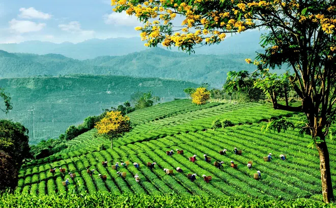 Lễ hội trà quốc tế 2025 - chuỗi hoạt động độc đáo kết nối văn hoá và động lực phát triển ngành trà