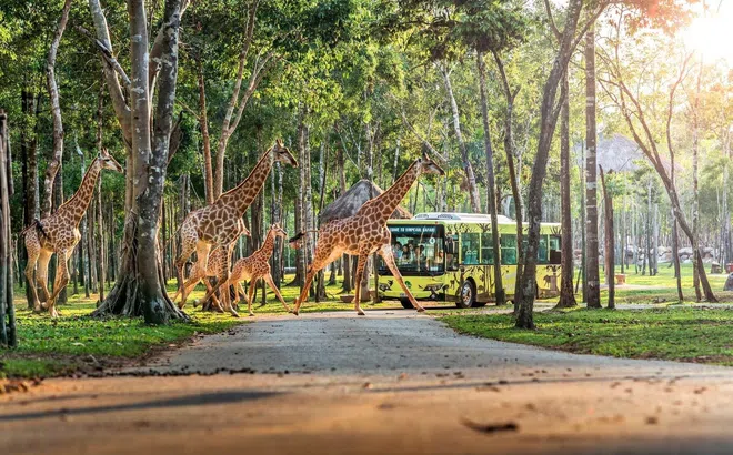 10 năm Vinpearl Safari Phú Quốc: Dấu ấn tiên phong của safari bán hoang dã đầu tiên tại Việt Nam.