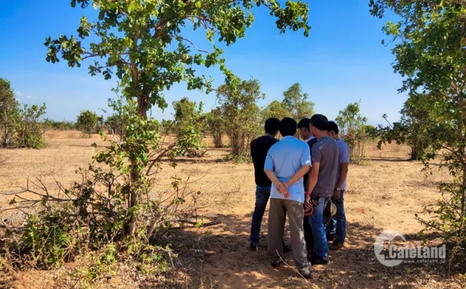 Bỏ phố về rừng, coi chừng ngậm trái đắng