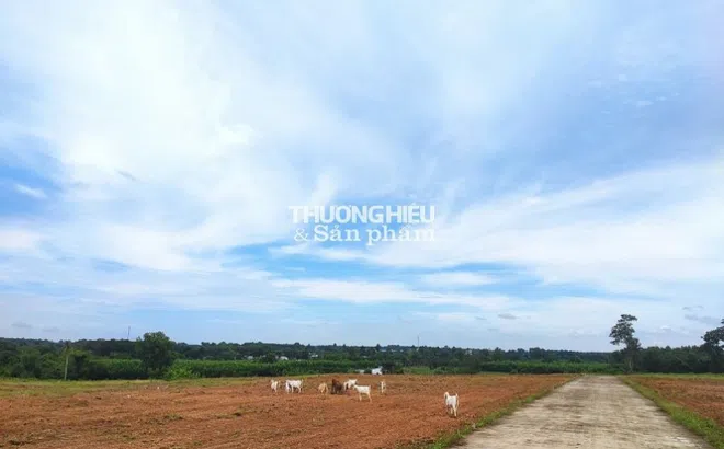 Bà Rịa - Vũng Tàu: Nhiều dự án "ma" đang phân lô bán nền, khách hàng đang tìm đến “thiên đường” hay rơi vào “địa ngục”?