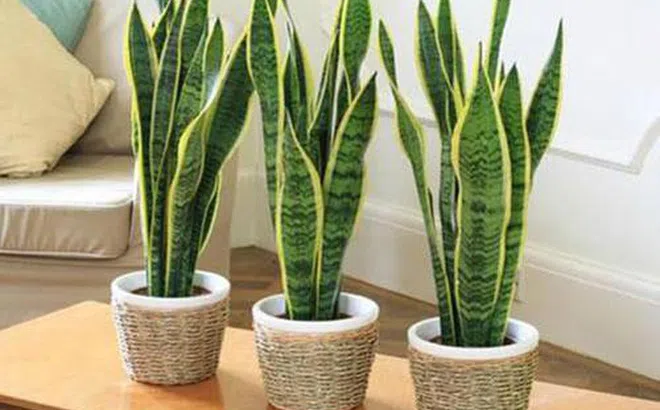 Trồng cây chống ô nhiễm không khí trong nhà