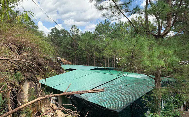 Đà Lạt: Nhà trái phép đang “cắn” dần rừng thông lâu năm?