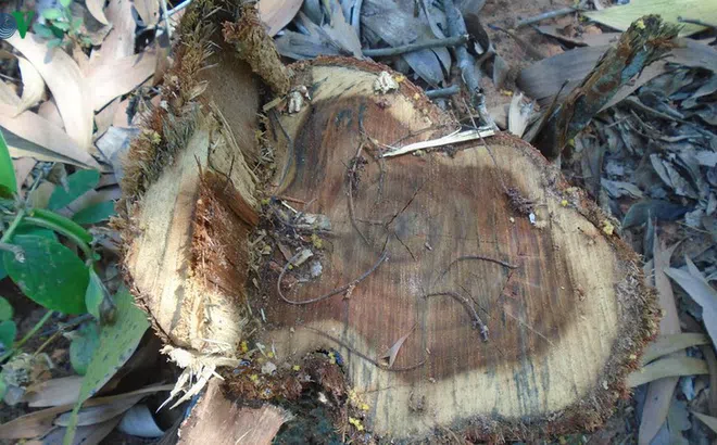 Ngang nhiên san ủi trái phép đất rừng tại Bình Thuận