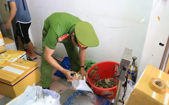 Tôm hùm giá rẻ bơm tạp chất tăng trọng bị phát hiện tại Đà Nẵng
